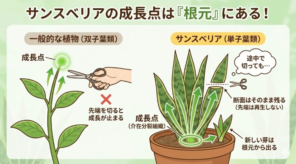 一般的な植物(双子葉類)は先端に成長点があるため切ると成長が止まるが、サンスベリア(単子葉類)の成長点は根元(介在分裂組織)にあるため、途中で切っても先端は再生せず断面がそのまま残り、新しい芽は根元から出る仕組みを解説した図解。