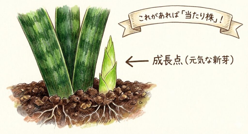 サンスベリアの株元から、タケノコのような形をした明るい緑色の元気な新芽（成長点）が伸びている様子のクローズアップイラスト。「これがあれば当たり株！」というラベル付き。