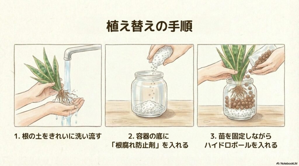 植え替えの手順。1.根の土をきれいに洗い流す、2.容器の底に根腐れ防止剤を入れる、3.苗を固定しながらハイドロボールを入れる