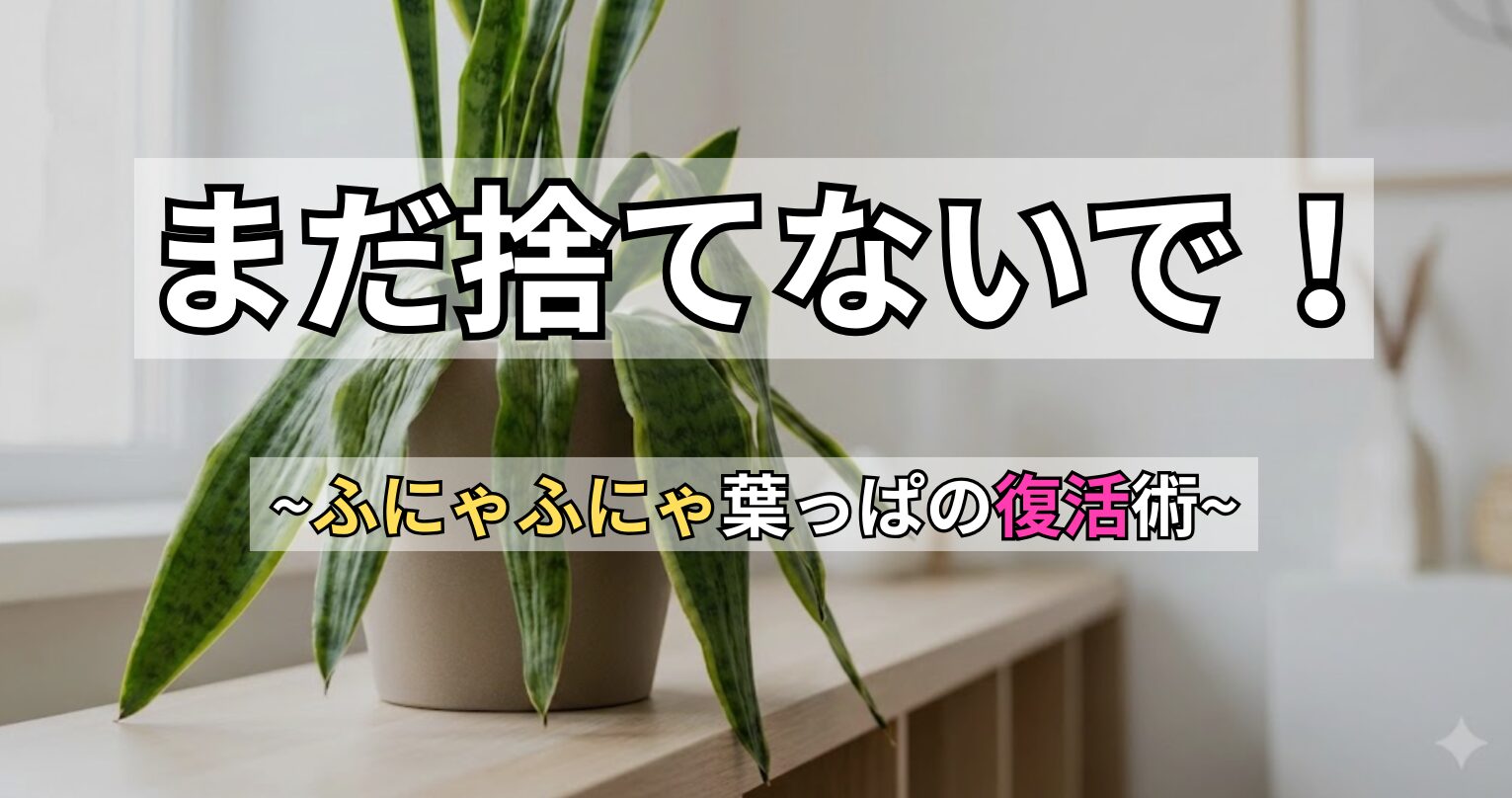 サンスベリアの葉がふにゃふにゃで倒れている写真。「まだ捨てないで！ふにゃふにゃ葉っぱの復活術」という文字入りのアイキャッチ画像。