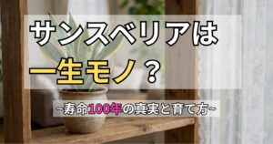 明るい窓辺の木製棚に置かれた、陶器鉢植えの健康的なサンスベリア。寿命を10年以上延ばす育て方と枯れる原因を解説する記事のアイキャッチ画像。