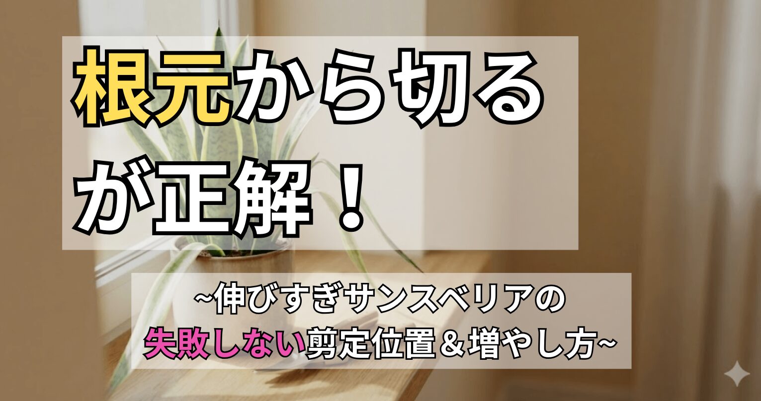 窓辺に置かれた徒長して伸びすぎたサンスベリアの鉢植えと剪定ハサミ。「根元から切るが正解!〜伸びすぎサンスベリアの失敗しない剪定位置&増やし方〜」と書かれたアイキャッチ画像。