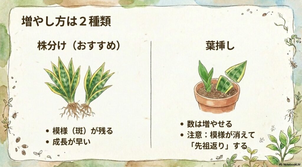 サンスベリアの増やし方は株分けと葉挿しの2種類。株分けは模様が残り成長が早いが、葉挿しは先祖返りで模様が消える点に注意。