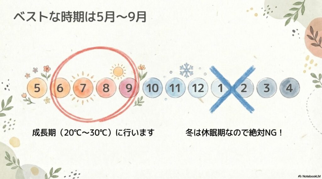 サンスベリアの剪定時期を示すカレンダーのイラスト。5月から9月がベストな成長期であり、冬は休眠期のためNGとされている。