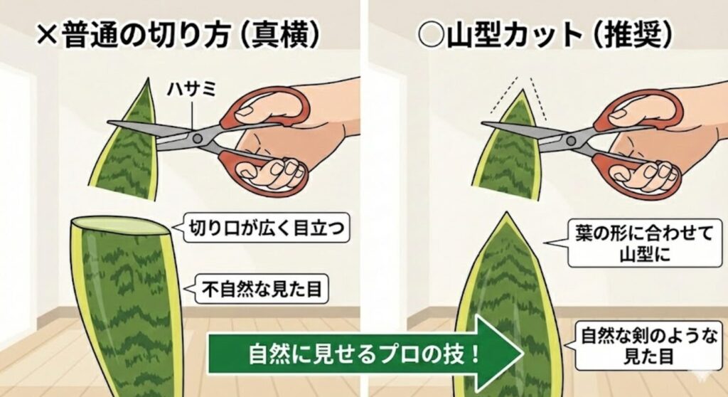 サンスベリアの葉の剪定方法比較イラスト。左側の「普通の切り方(真横)」は切り口が広く目立ち、不自然な見た目になる。右側の「山型カット(推奨)」は葉の形に合わせてハサミで逆三角形に切ることで、自然な剣のような見た目に仕上がるプロの技を紹介。