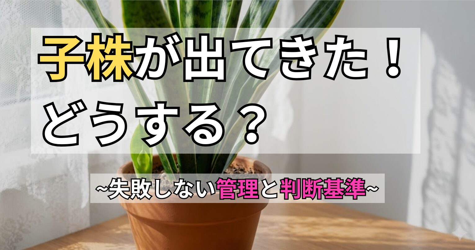 サンスベリアの子株が出てきた!どうする?〜失敗しない管理と判断基準〜
