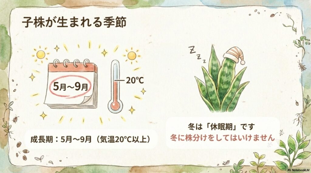 サンスベリアの子株が生まれる成長期は5月から9月。気温20度以上が必要で、冬は休眠期のため株分けしてはいけない。