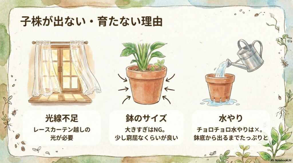 サンスベリアの子株が出ない・育たない主な理由は光線不足、鉢のサイズが大きすぎる、チョロチョロ水やりによる水不足。