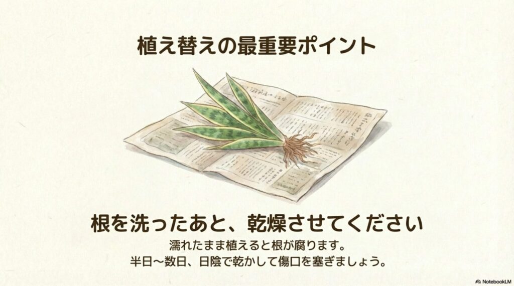 植え替えの最重要ポイント。根を洗ったあとは半日〜数日日陰で乾燥させて傷口を塞ぎます。濡れたまま植えると根が腐る原因になります