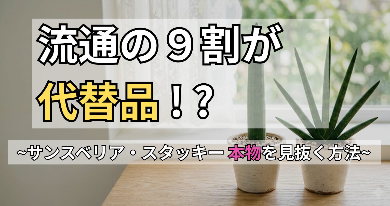 「流通の9割が代替品！？〜サンスベリア・スタッキー本物を見抜く方法〜」と書かれた、本物と偽物（代替品）の決定的な違いを比較するアイキャッチ画像