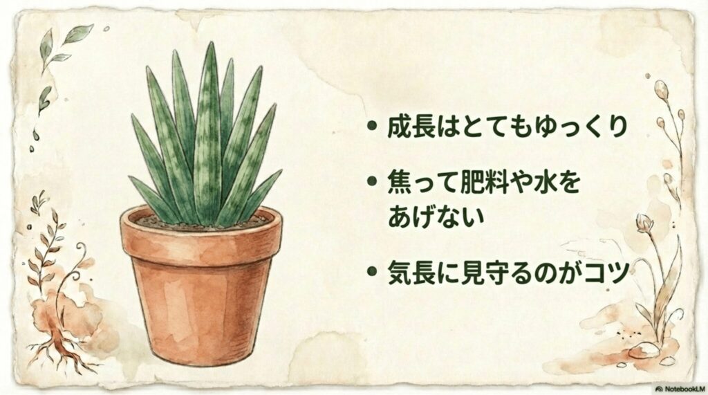 サンスベリアの成長はとてもゆっくり。焦って肥料や水を与えず気長に見守るのがコツ