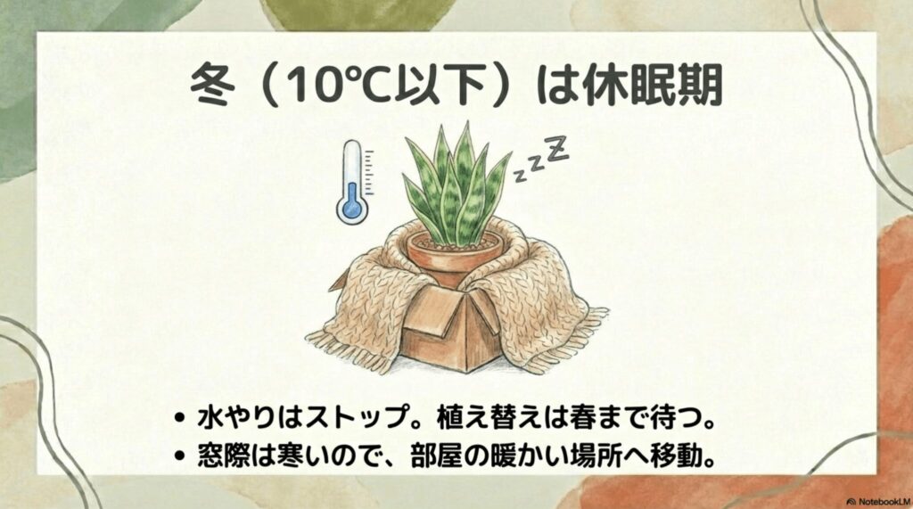 10度以下の冬はサンスベリアの休眠期。水やりはストップし、窓際から部屋の暖かい場所へ移動させます。