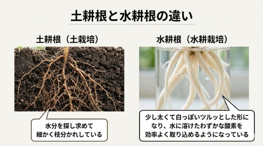 細かく枝分かれした土栽培の土耕根と、太くて白っぽくツルッとした水耕栽培の水耕根の比較画像。水耕根は水中の酸素を効率よく取り込める構造に変化しています。
