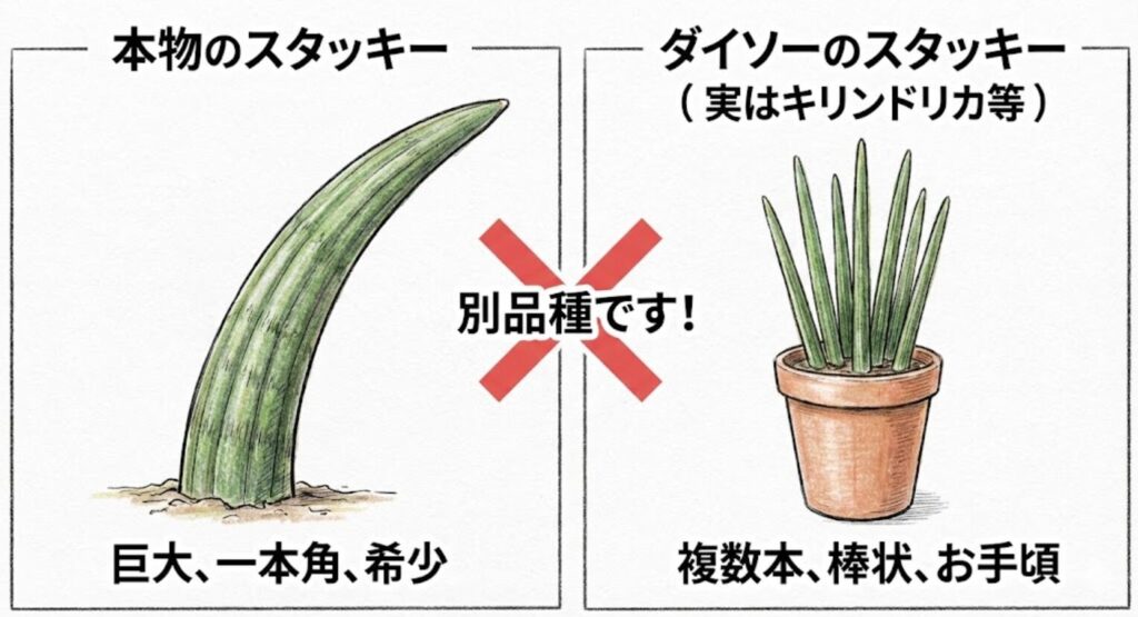 「本物のスタッキー（巨大な一本角）」と「ダイソーのスタッキー（細い棒状の葉が複数本）」の見た目の違いを比較したイラスト。ダイソーのものは実はキリンドリカ等の別品種であることを解説。