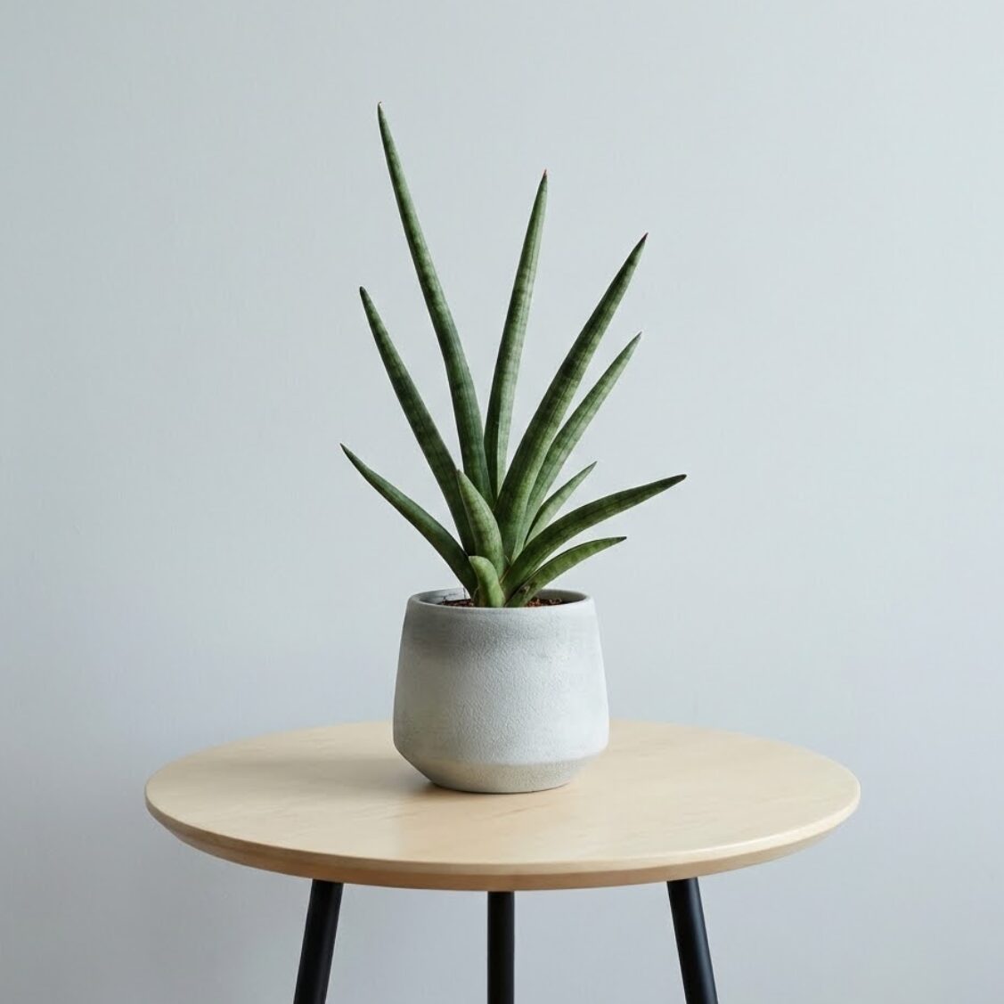 サンスベリア・ボブ（Sansevieria 'bob'）