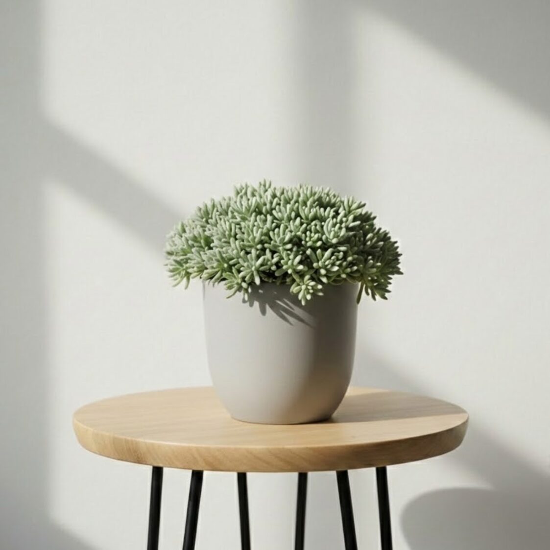 セダム・パリダム（Sedum pallidum）