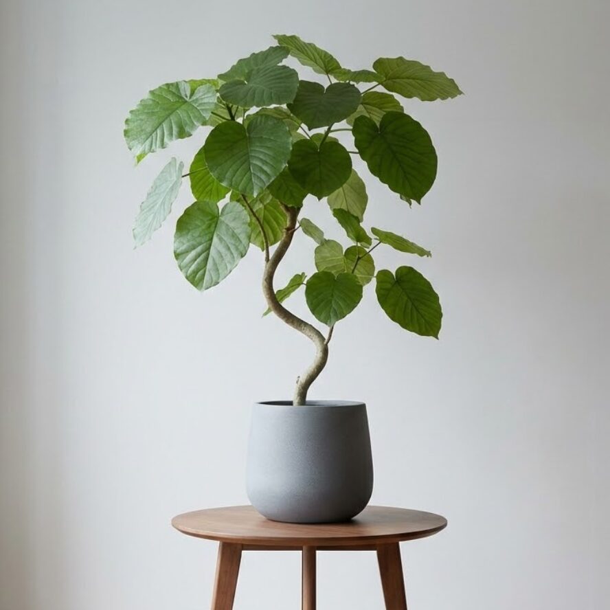 フィカス・ウンベラータ（Ficus umbellata）