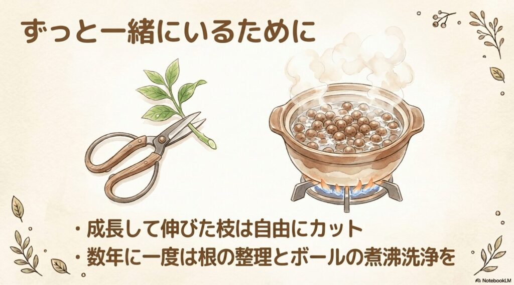 パキラとずっと一緒にいるために。成長して伸びた枝は自由にカットし、数年に一度は根の整理とボールの煮沸洗浄を行う