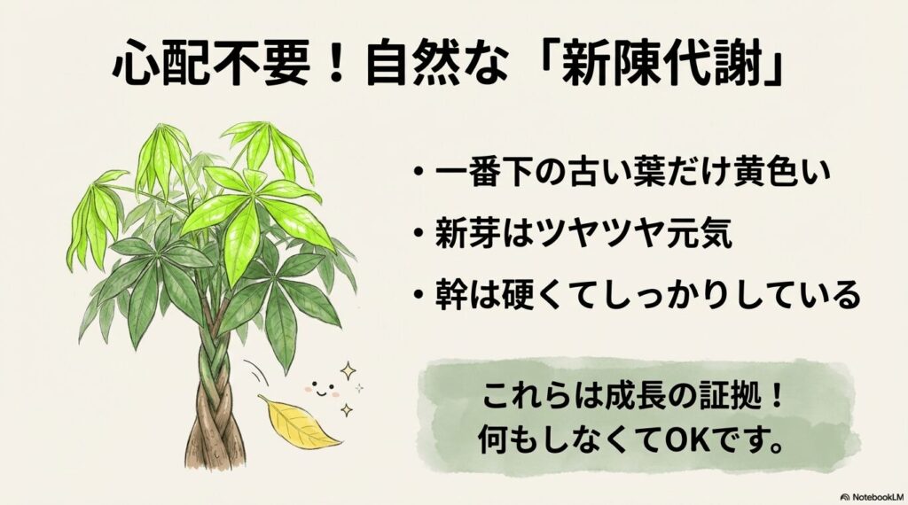 パキラの一番下の古い葉だけが黄色くなり自然に落ちる新陳代謝の様子