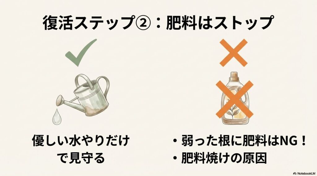 葉焼けの回復期は肥料ストップを示すイラスト。弱った根に肥料はNGであり、優しい水やりだけで見守ることを表している