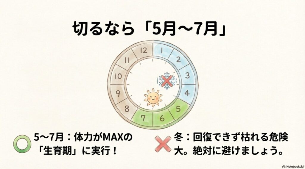 パキラのバッサリ剪定に適した時期（5月〜7月）と避けるべき冬の図解