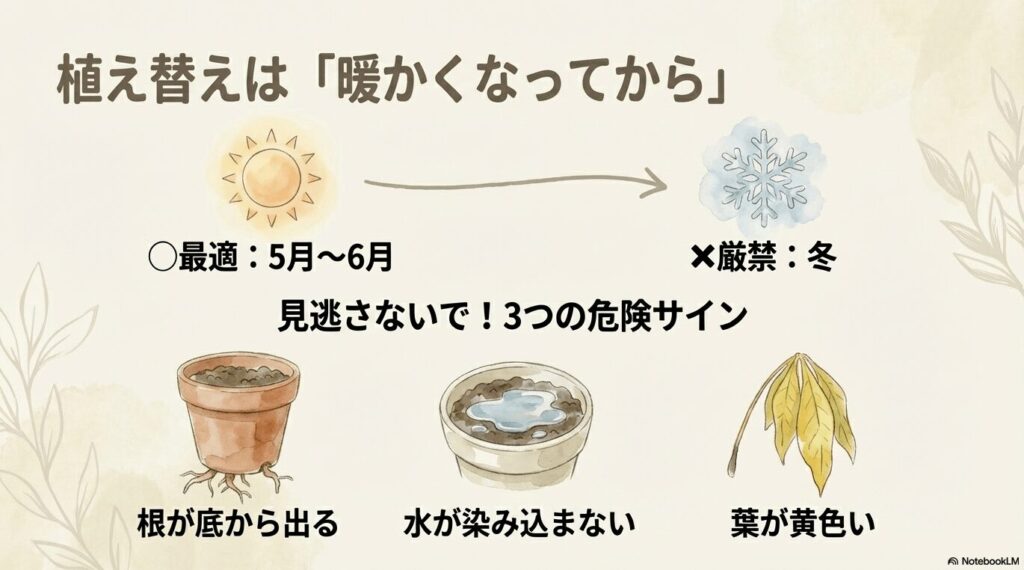 カレンダー(5月-6月が最適)とパキラの3つの危険サイン(底から根、水が染み込まない、葉が黄色い)のイラスト。