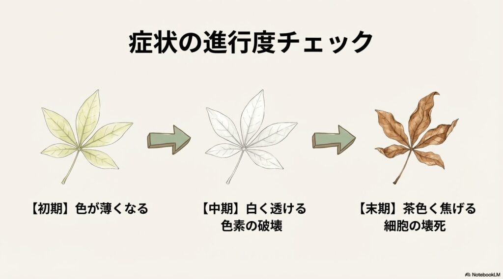 パキラの葉焼けの初期症状。全体的に緑色が薄くなり、黄色っぽく変色し始めた葉のイラスト