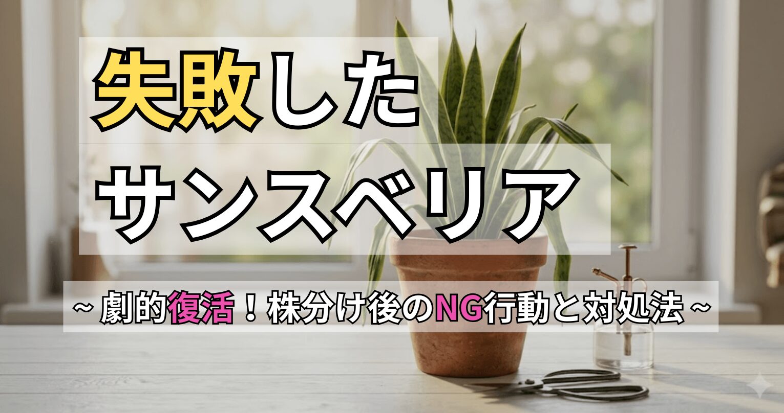 「失敗したサンスベリア 〜劇的復活！株分け後のNG行動と対処法〜」という文字が書かれた、サンスベリアの株分けで失敗する原因と対処法を解説する記事のアイキャッチ画像。