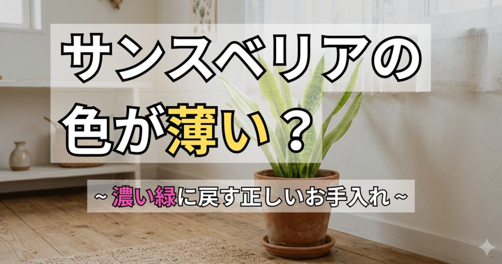 サンスベリアの色が薄い？〜濃い緑に戻す正しいお手入れ〜と書かれた、窓辺に置かれたサンスベリアのアイキャッチ画像