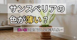 サンスベリアの色が薄い?〜濃い緑に戻す正しいお手入れ〜と書かれた、窓辺に置かれたサンスベリアのアイキャッチ画像