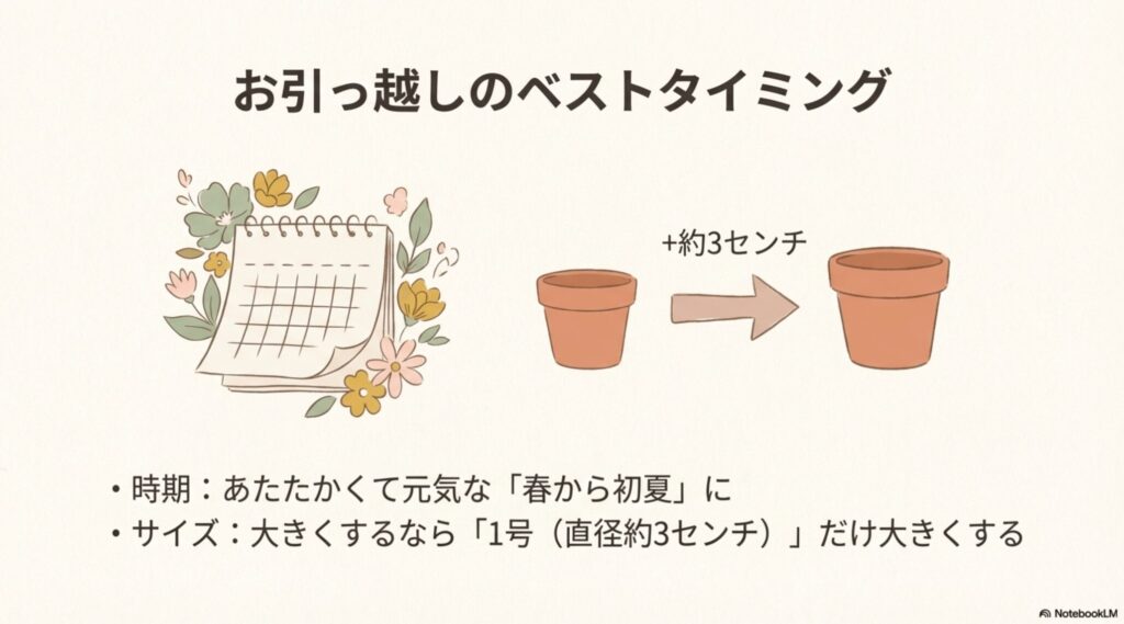 春から初夏のカレンダーのイラストと、植え替え時は今の鉢から1号（直径約3センチ）だけ大きくすることを示す図解。