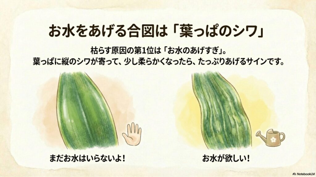 水やりの合図となるサンスベリアの葉っぱの縦ジワ