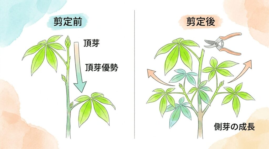 パキラの頂芽優勢と剪定の仕組みを図解したイラスト。左の「剪定前」は先端（頂芽）が優先して育ち下部の成長が抑えられる様子を、右の「剪定後」はハサミで上部を切ることで抑えられていた複数の側芽（新芽）が元気に育つ様子を表しています。