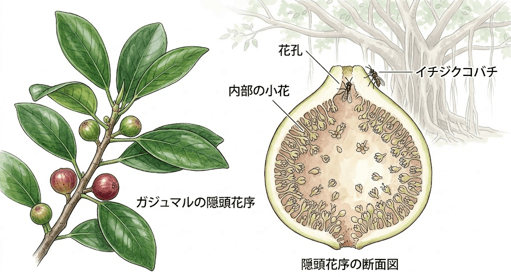 ガジュマルの花（隠頭花序）の断面図解。袋状の実の内部に咲く無数の小花と、受粉を助けるイチジクコバチのイラスト。