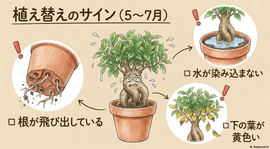 鉢底の穴から根が飛び出している様子、水が染み込まず表面に溜まっている様子、下の葉が黄色く枯れ落ちている様子の、3つの植え替えサインを描いたイラスト。