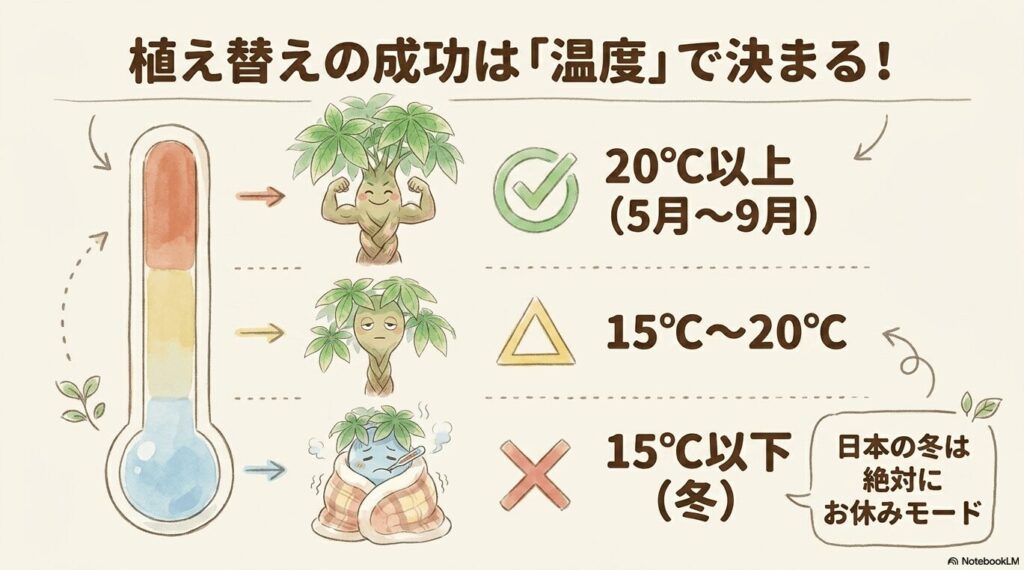 植え替えの成功は「温度」で決まることを示す温度計のイラスト。20度以上の赤色エリアはマッチョで元気なパキラ（5月〜9月）、中間の黄色エリアは少し元気のないパキラ、水色エリアは布団にくるまり風邪を引いたパキラ（冬のお休みモード）として描かれている。