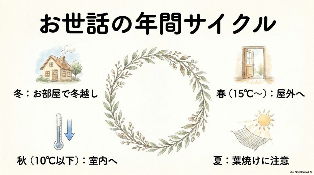 春は15℃以上で屋外へ、夏は葉焼けに注意、秋は10℃以下で室内へ、冬は部屋で冬越しするというガジュマルの年間サイクルを表した図解イラスト。