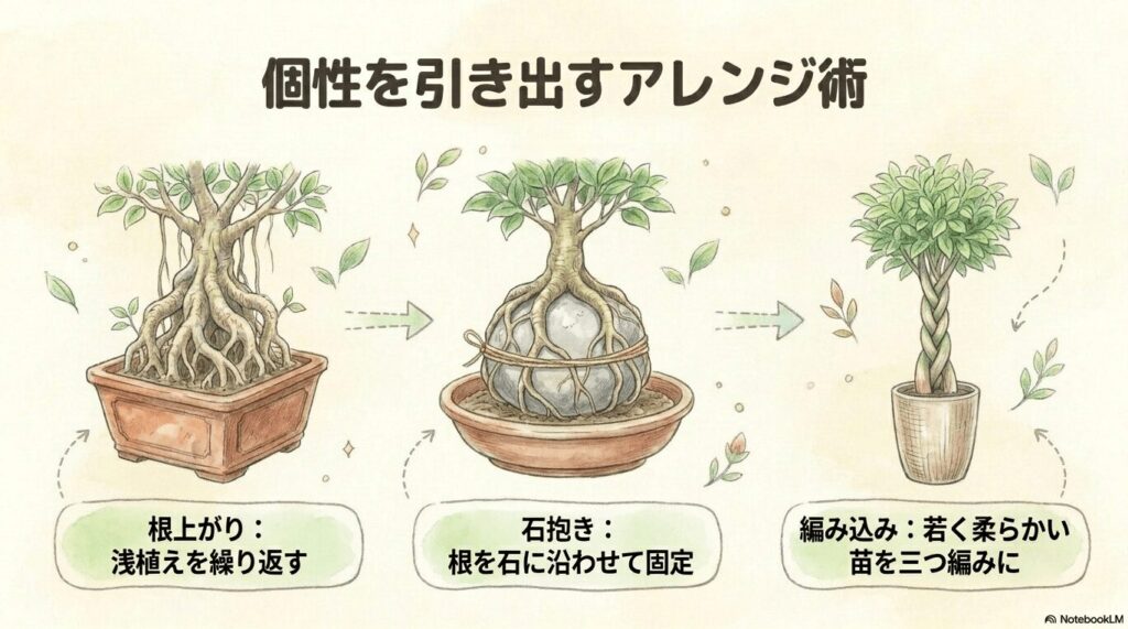 ガジュマルの3つのアレンジ術のイラスト。土から根を出した「根上がり」、根を石に沿わせる「石抱き」、若く柔らかい苗を三つ編みにする「編み込み」の仕立て方の特徴が紹介されている。