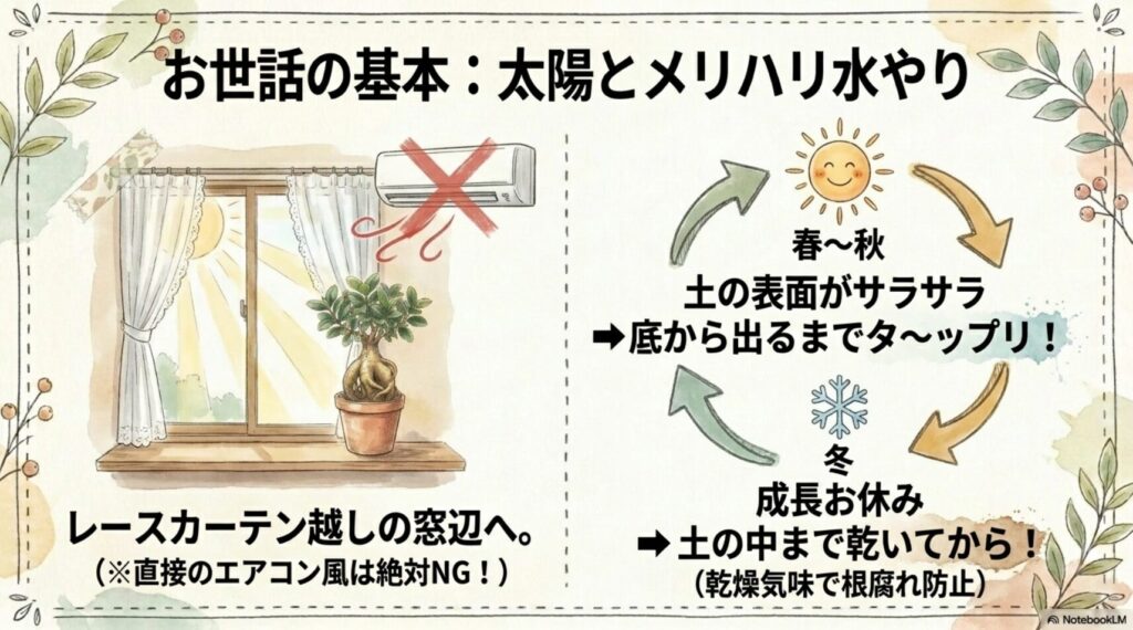 レースカーテン越しの窓辺という最適な置き場所と、春夏は鉢底から出るまでたっぷり、冬は土の中まで乾いてからという季節ごとの水やりの基本を解説したスライド