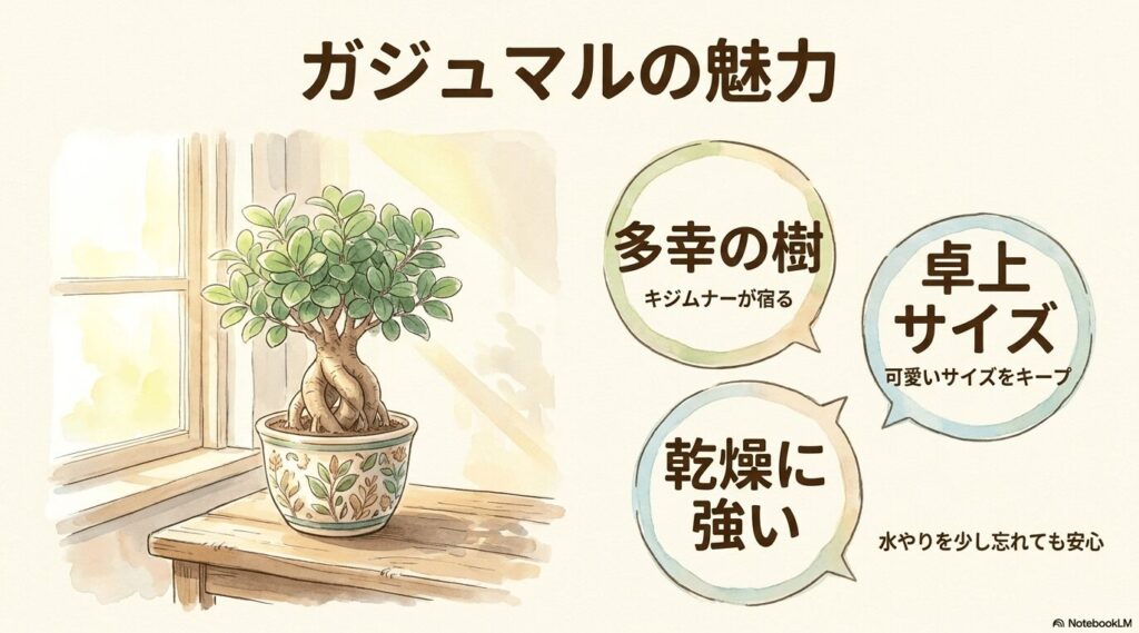 キジムナーが宿る多幸の樹と呼ばれ、可愛い卓上サイズをキープでき、水やりを少し忘れても安心なほど乾燥に強いという、ガジュマルの3つの魅力をまとめたイラスト