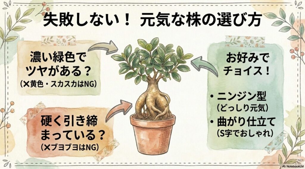 濃い緑色でツヤがある葉、硬く引き締まった幹など元気な株を見分けるポイントと、ニンジン型や曲がり仕立てといった人気の樹形を解説したスライド