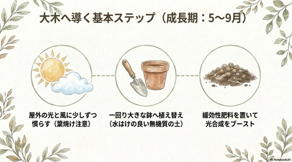 太陽と雲、スコップと鉢、肥料のイラスト。5月から9月の成長期における基本ステップとして、屋外の光と風に少しずつ慣らすこと、一回り大きな鉢と水はけの良い無機質の土へ植え替えること、緩効性肥料を置いて光合成を促進することを説明するスライド。