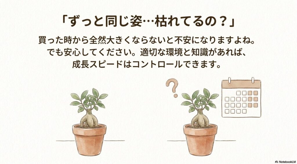 鉢植えのガジュマルのイラスト。「ずっと同じ姿…枯れてるの？」という疑問に対し、適切な環境と知識があれば成長スピードはコントロールできることを伝えるスライド。