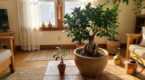 日当たりの良い部屋のテーブルに並べて置かれた、立派に大きく育ったガジュマルと、大きくならない小さなガジュマルの鉢植え