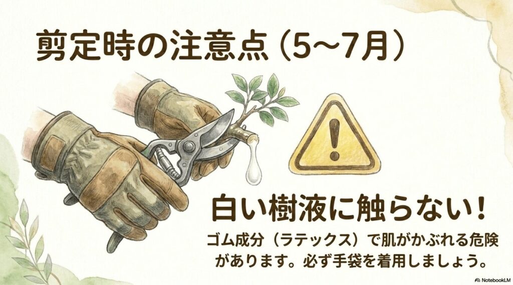ガジュマルの剪定時期は5月から7月。枝を切った際に出る白い樹液にはゴム成分（ラテックス）が含まれており肌がかぶれる危険があるため、必ず手袋を着用するよう注意を促すイラスト。