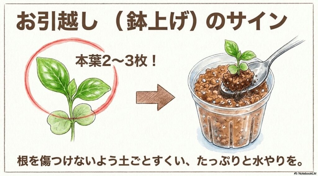 鉢上げ（お引越し）のサインを示すイラスト。本葉が2〜3枚になったら、根を傷つけないようにスプーンで土ごとすくい、たっぷりと水やりをする手順が描かれています。