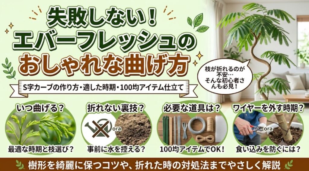 「失敗しないエバーフレッシュの曲げ方」の記事アイキャッチ画像。S字カーブを描くエバーフレッシュの写真とともに、最適な時期、事前に水を控える裏技、100均で揃う道具、ワイヤーを外すタイミングなどのポイントを図解しています。