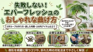 「失敗しないエバーフレッシュの曲げ方」の記事アイキャッチ画像。S字カーブを描くエバーフレッシュの写真とともに、最適な時期、事前に水を控える裏技、100均で揃う道具、ワイヤーを外すタイミングなどのポイントを図解しています。