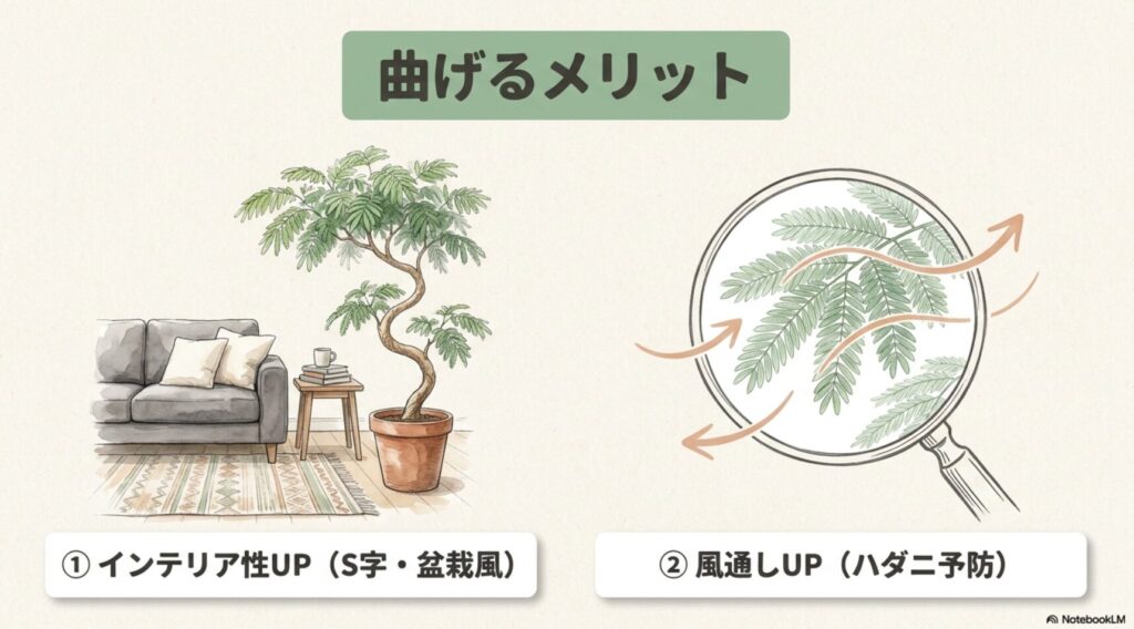 エバーフレッシュの枝を曲げることで、S字や盆栽風のインテリア性がアップし、風通しが良くなることでハダニ予防になることを解説した図解