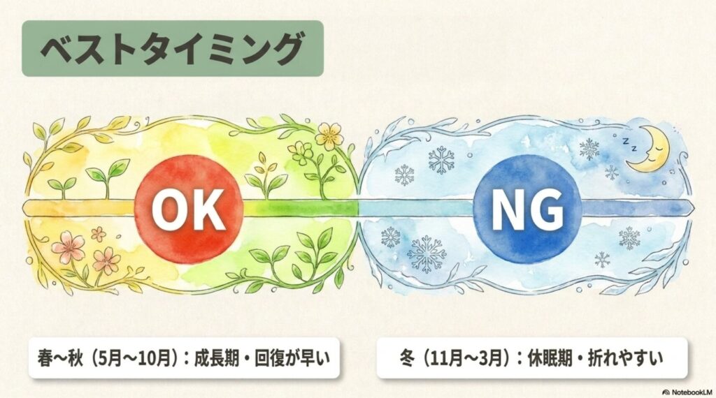 5月〜10月の春から秋は成長期で曲げ木に適しており、11月〜3月の冬は休眠期で折れやすいためNGであることを示すイラスト